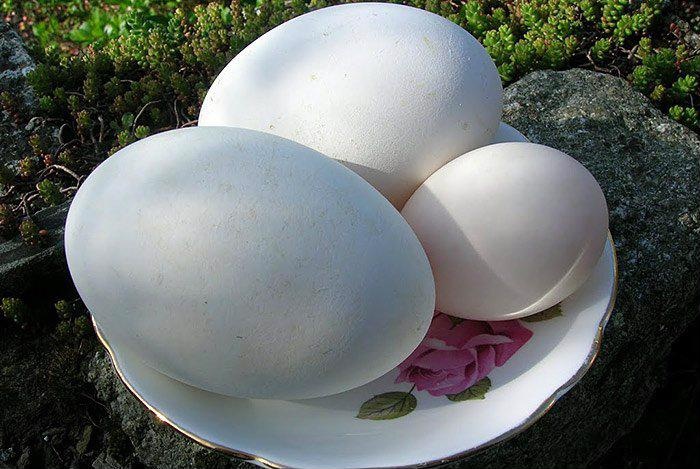 Bà bầu nên ăn trứng ngỗng vào thời điểm nào để sinh con thông minh?