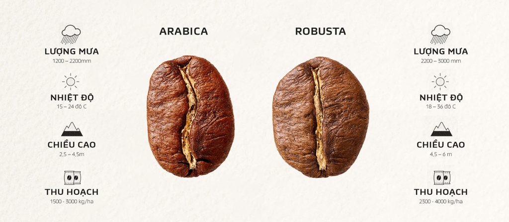 cách phân biệt robusta và arabica